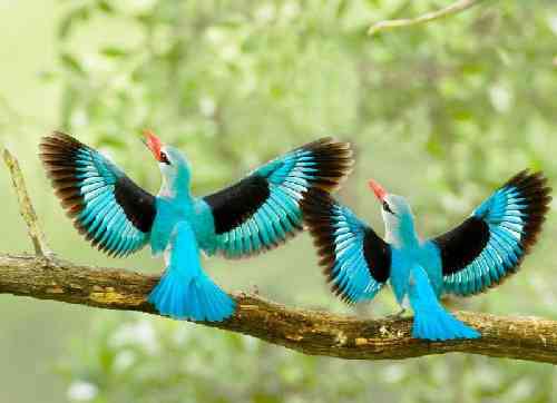 رابی رام جینگ جینگ ساز میاد
